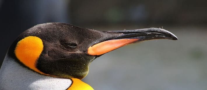 ペンギン